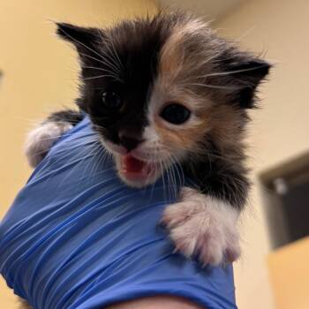 Odette -  Domestic Short Hair Cat for Adoption in Lynchburg, Virginia - Odette | PetCurious