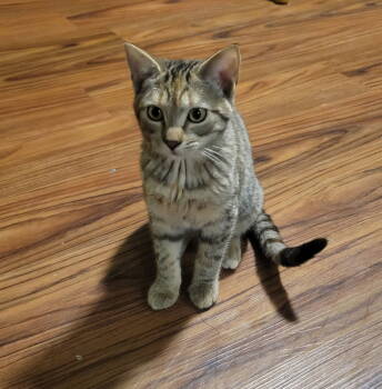 Rescue Tabby Cats for Adoption in Zimmerman, Minnesota - Buttercup | PetCurious