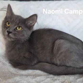 Naomi Campbell -  Domestic Medium Hair Cat for Adoption in Matteson, Illinois - Naomi Campbell | PetCurious
