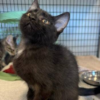 Shaggy (vsk_1) -  Domestic Short Hair Cat for Adoption in Edwardsville, Illinois - Shaggy (vsk_1) | PetCurious