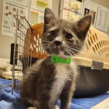 Dell -  Domestic Medium Hair Cat for Adoption in Oakland, California - Dell | PetCurious