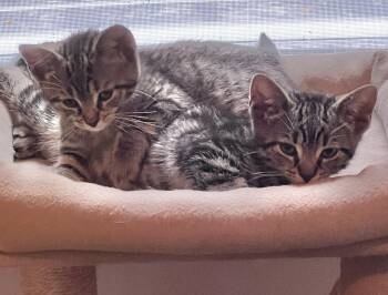 Renata, Jola & Marcel -  Tabby Cat for Adoption in Closter, New Jersey - Renata, Jola & Marcel | PetCurious