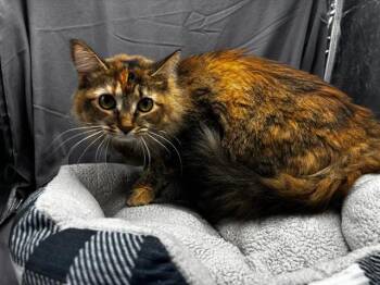 ROSA -  Domestic Long Hair Cat for Adoption in Grovetown, Georgia - ROSA | PetCurious