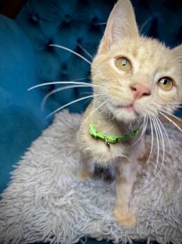 Rescue Domestic Short Hair Cats for Adoption in Avoca, Pennsylvania - Harvest | PetCurious