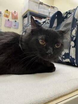 Aggie -  Domestic Short Hair Cat for Adoption in Charleston, South Carolina - Aggie | PetCurious