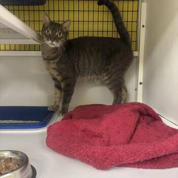 Rescue Domestic Short Hair Cats for Adoption in Lyndhurst, New Jersey - 18 | PetCurious