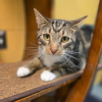 Rescue Domestic Short Hair Cats for Adoption in Charlottesville, Virginia - Special K | PetCurious