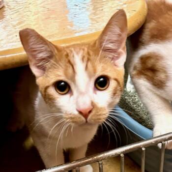 Rescue Domestic Short Hair Cats for Adoption in Chino Hills, California - Mutt - Pico Rivera Petsmart | PetCurious