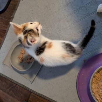Fauna -  Domestic Short Hair Cat for Adoption in Woodstock, Virginia - Fauna | PetCurious