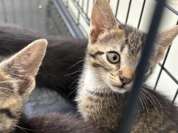 A383456 -  Domestic Short Hair Cat for Adoption in Ocala, Florida - A383456 | PetCurious