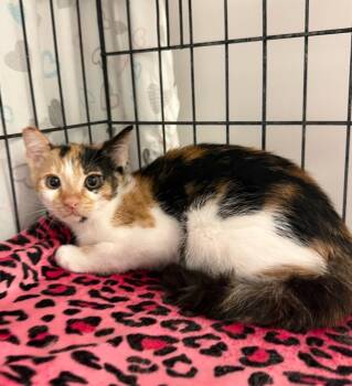 Callie -  Calico Cat for Adoption in Temecula, California - Callie | PetCurious