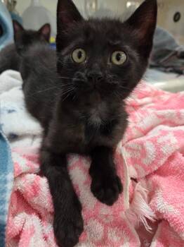 Chewy -  Domestic Short Hair Cat for Adoption in Columbia, Missouri - Chewy | PetCurious