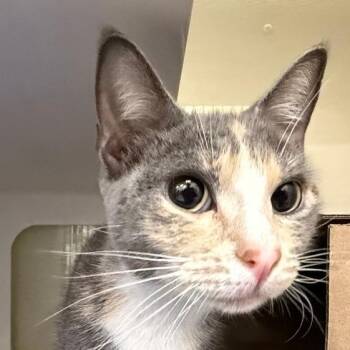Grizabella -  Domestic Short Hair Cat for Adoption in Ballston Spa, New York - Grizabella | PetCurious