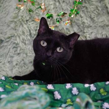 Hamburger (bonded to Chicken) -  Domestic Short Hair Cat for Adoption in Wheaton, Illinois - Hamburger (bonded To Chicken) | PetCurious