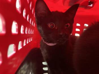 Domestic Short Hair Cats Available for Adoption in Long Beach, California - BIRDO | PetCurious