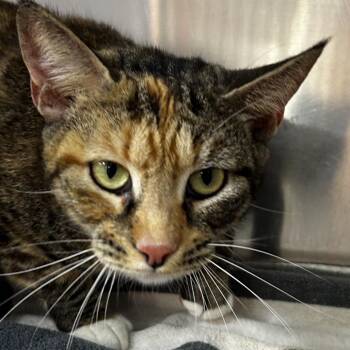 Domestic Short Hair Cats Available for Adoption in Leander, Texas - Ziggy Cat | PetCurious