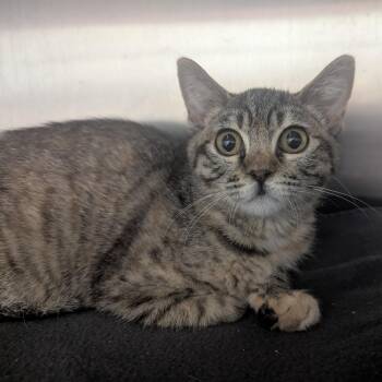 Rescue Domestic Short Hair Cats for Adoption in Springfield, Illinois - Hands | PetCurious