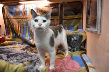 Pansy -  Domestic Short Hair Cat for Adoption in North Judson, Indiana - Pansy | PetCurious