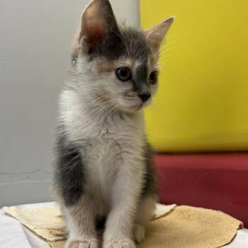 Molly -  Domestic Short Hair Cat for Adoption in North Battleford, Saskatchewan - Molly | PetCurious