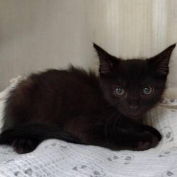 ECHO -  Domestic Short Hair Cat for Adoption in Alameda, California - ECHO | PetCurious