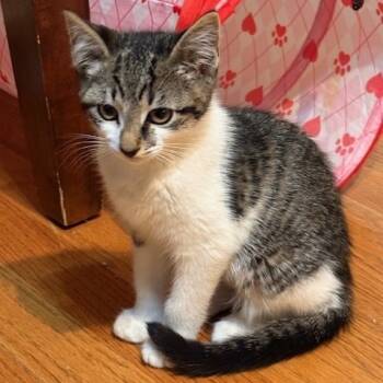 Rescue Domestic Short Hair Cats for Adoption in Hopkinton, Massachusetts - Kanga | PetCurious
