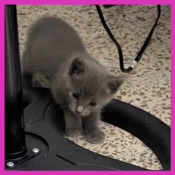 Domestic Short Hair Cats Available for Adoption in Guaynabo, Guaynabo - Cristal | PetCurious