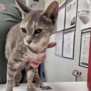 Mabel -  Domestic Short Hair Cat for Adoption in Evansville, Indiana - Mabel | PetCurious