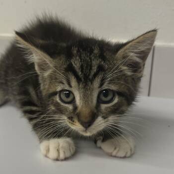 Sir Sapphirepaws -  Domestic Medium Hair and Domestic Short Hair Cat for Adoption in St. Louis, Missouri - Sir Sapphirepaws | PetCurious