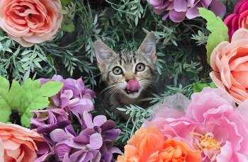 Apricot -  Domestic Short Hair Cat for Adoption in Ocean Springs, Mississippi - Apricot | PetCurious