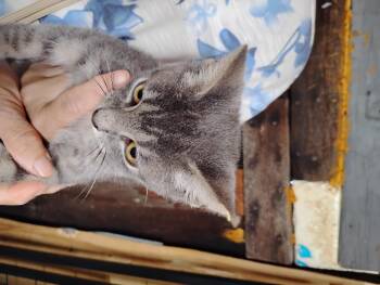 King Tut -  Domestic Short Hair Cat for Adoption in Glenville, West Virginia - King Tut | PetCurious