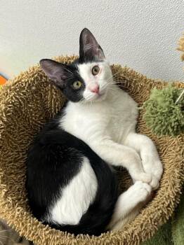 Dodge -  Domestic Short Hair Cat for Adoption in Corpus Christi, Texas - Dodge | PetCurious