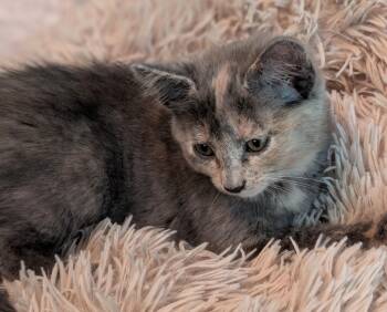 Lillie -  Domestic Short Hair Cat for Adoption in River Falls, Wisconsin - Lillie | PetCurious
