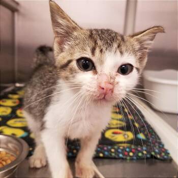 Rescue Domestic Short Hair Cats for Adoption in Hannibal, Missouri - Devorian | PetCurious