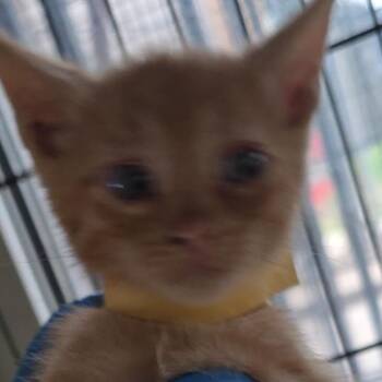 Domestic Short Hair Cats Available for Adoption in San Antonio, Texas - Mimi | PetCurious