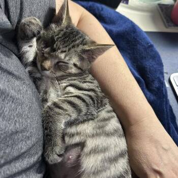 Deliliah -  Domestic Short Hair Cat for Adoption in Walden, New York - Deliliah | PetCurious