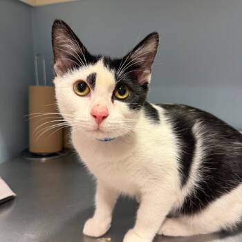 Crown -  Domestic Short Hair Cat for Adoption in Chattanooga, Tennessee - Crown | PetCurious