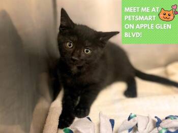 Domestic Short Hair Cats Available for Adoption in Fort Wayne, Indiana - FROSTED FLAKES | PetCurious