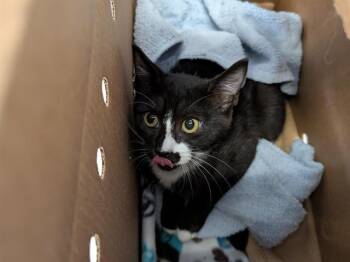 JOE -  Domestic Short Hair Cat for Adoption in Kent, Washington - JOE | PetCurious