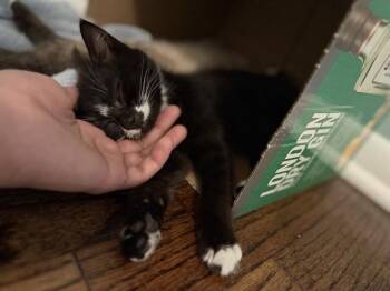 PIPPA -  Domestic Short Hair Cat for Adoption in Kent, Washington - PIPPA | PetCurious