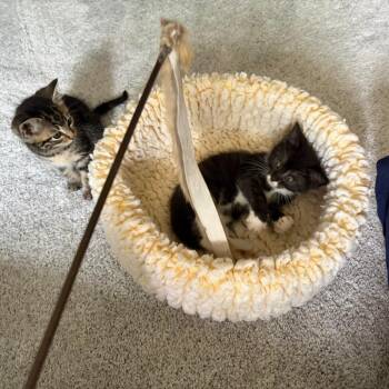 Order -  Domestic Medium Hair Cat for Adoption in South Burlington, Vermont - Order | PetCurious