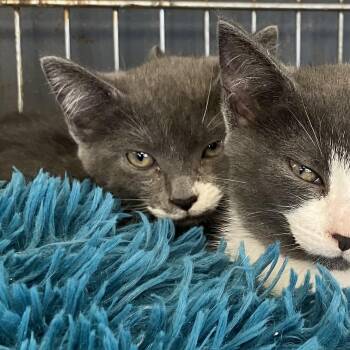 Maple -  Domestic Short Hair Cat for Adoption in Parma, Ohio - Maple | PetCurious