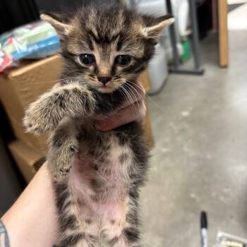 Miami K1 -  Domestic Short Hair Cat for Adoption in Saint Joseph, Missouri - Miami K1 | PetCurious