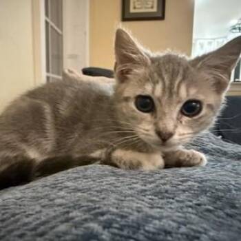 Watermelon -  Domestic Short Hair Cat for Adoption in Phoenixville, Pennsylvania - Watermelon | PetCurious