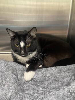Skunk -  Tuxedo and Domestic Short Hair Cat for Adoption in Georgetown, Kentucky - Skunk | PetCurious
