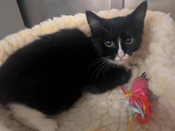 OLIVE -  Domestic Short Hair Cat for Adoption in Palo Alto, California - OLIVE | PetCurious