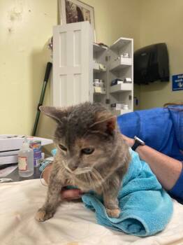 Rescue American Shorthair Cats for Adoption in Meriden, Connecticut - Chanel`` | PetCurious