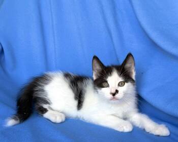 DICE -  Domestic Short Hair Cat for Adoption in Rowland Heights, California - DICE | PetCurious