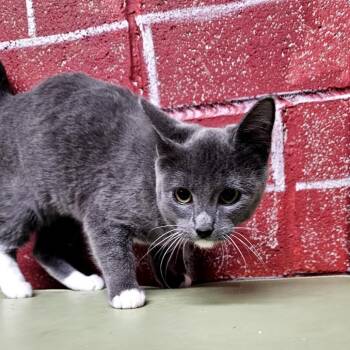 Domestic Short Hair Cats Available for Adoption - Cielo | PetCurious