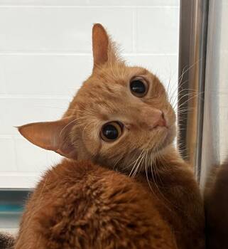 Rose -  Domestic Short Hair Cat for Adoption in Cottonwood, Arizona - Rose | PetCurious