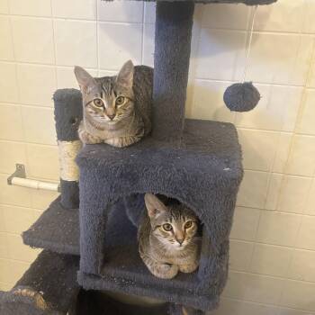 Rescue Domestic Short Hair and Tabby Cats for Adoption in Prescott, Arizona - Mojie And Mimi (M And F Siblings) | PetCurious
